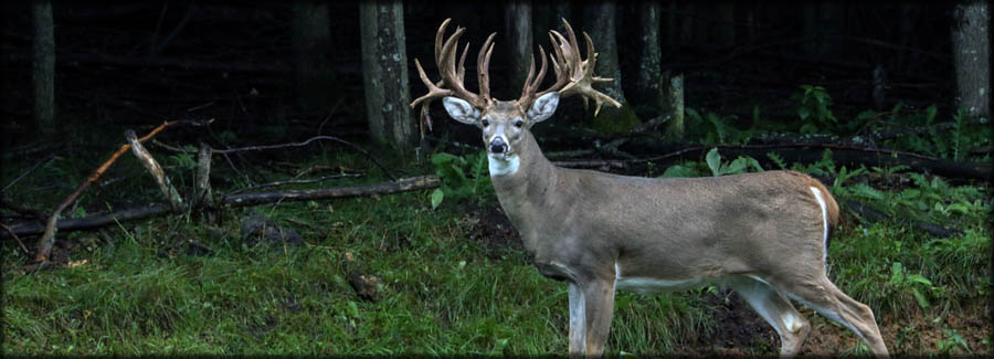 Michigan Deer Preserve