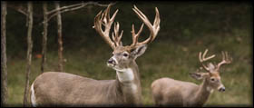 Deer Hunt Pricing