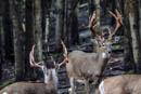 Whitetail Buck Images